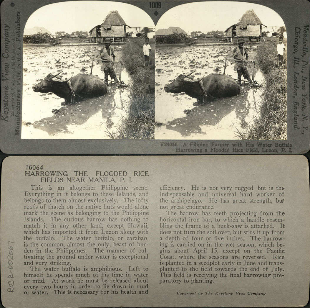 A Filipino Farmer with His Water Buffalo Harrowing a Flooded Rice Field, Luzon, P. I.